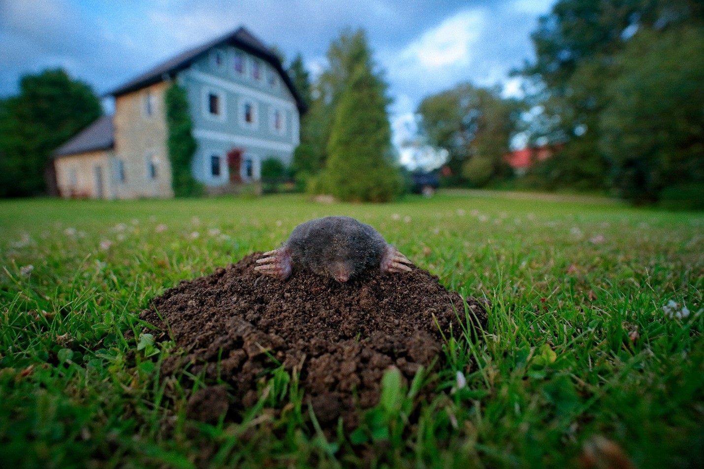 A mole with dirt around it sticking out of hole in the yard of a home