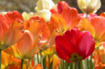 A close-up of tulips