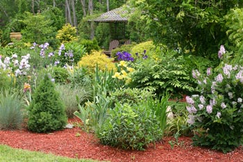 A bed of perennial plants