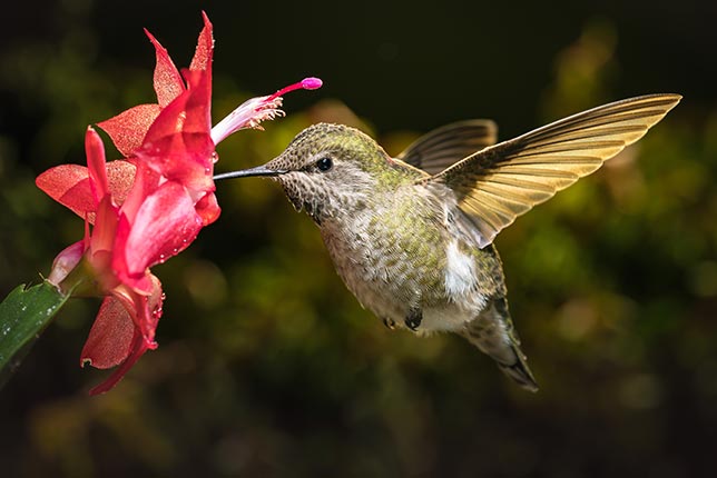 A hummingbird sucking nectar out of a flower