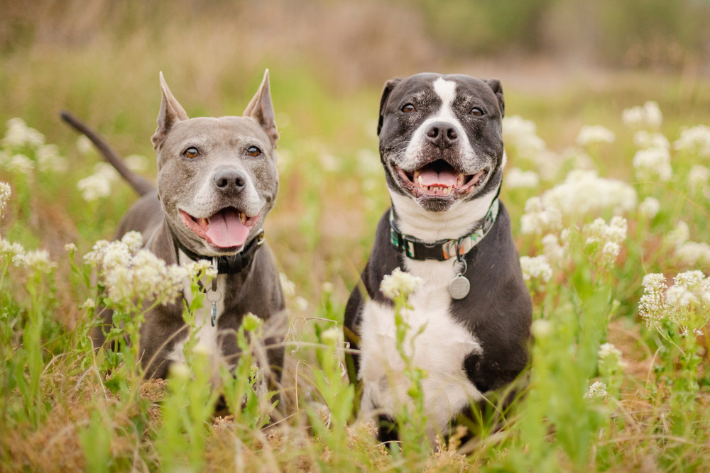 Two large dogs in an open field with white flowers